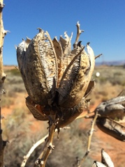 Yucca utahensis