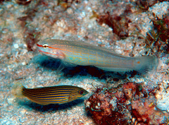 Amblygobius decussatus