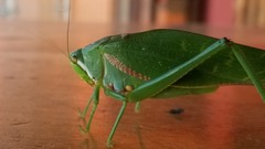 Philophyllia guttulata