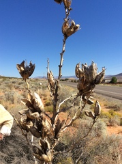 Yucca utahensis