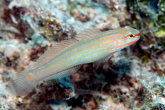 Amblygobius decussatus