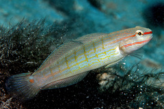 Amblygobius decussatus