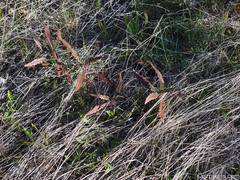 Camissoniopsis