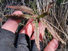 Camissoniopsis