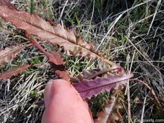 Camissoniopsis