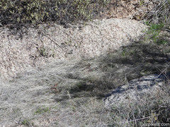 Camissoniopsis