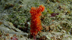 Ptilocaulis walpersii