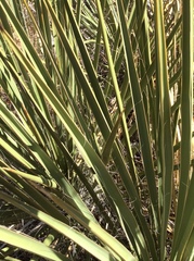 Yucca utahensis
