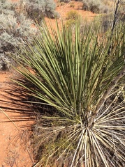 Yucca utahensis