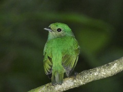 Lepidothrix velutina