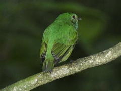 Lepidothrix velutina