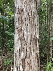 Eucalyptus pilularis