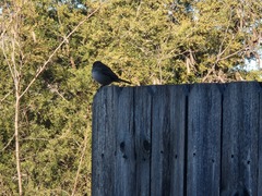 Junco hyemalis