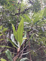 Elaeocarpus reticulatus
