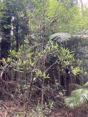Elaeocarpus reticulatus