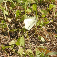 Pieris brassicae