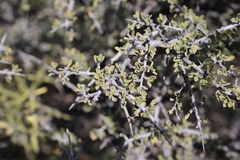 Condalia warnockii