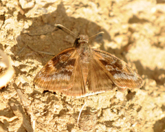 Gesta invisus