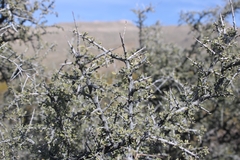 Condalia warnockii