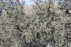 Condalia warnockii