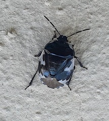 Tritomegas bicolor