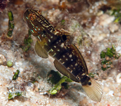 Amblygobius phalaena