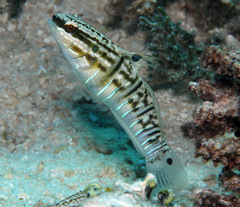 Amblygobius phalaena