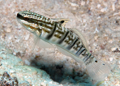 Amblygobius phalaena