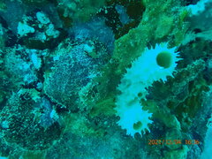 Callyspongia aculeata