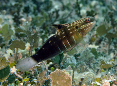 Amblygobius phalaena