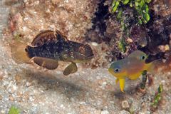 Amblygobius phalaena