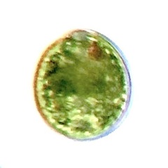 Lepocinclis salina