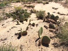 Opuntia aurea