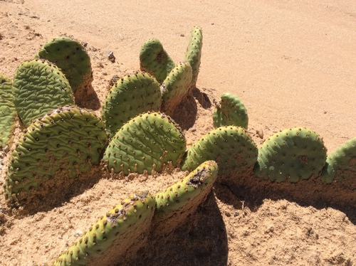Golden Pricklypear
