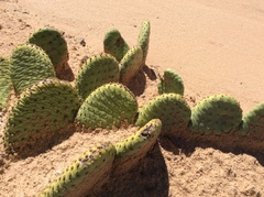 Opuntia aurea
