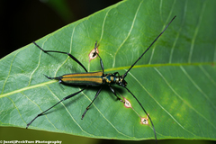 Chloridolum thomsoni