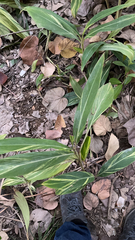 Alpinia zerumbet