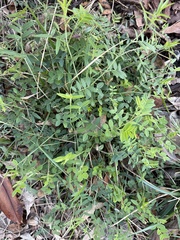 Vicia ludoviciana
