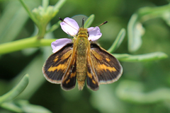 Taractrocera papyria