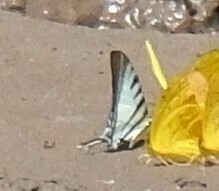 Neographium agesilaus
