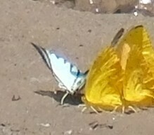 Neographium agesilaus