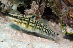 Amblygobius phalaena