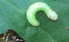Peridea anceps