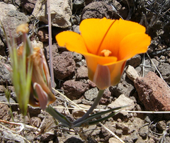 Calochortus kennedyi