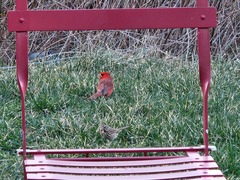 Cardinalis cardinalis
