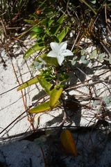 Jacquemontia havanensis