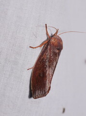 Cryptophasa rubescens