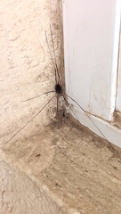 Sclerosomatidae