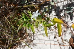 Jacquemontia havanensis