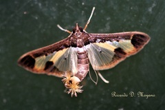 Diaphania eumeusalis